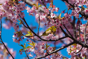 桜とメジロ