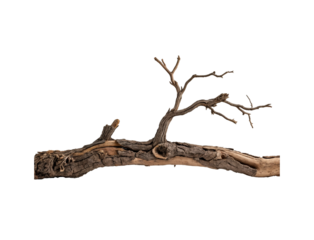 tree trunk isolated on white background