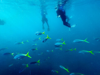Fototapeta na wymiar Snorkling, Great Barrier Reef, Queensland, Australia