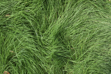 草模様　自然の造形