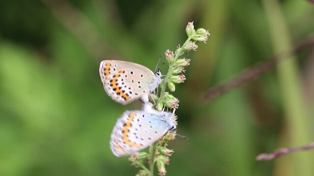 Silver-studded blue butterflies mating on mugwort flowers.