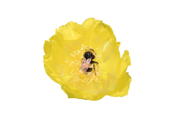 Bee on the yellow flower of the cactus opuntia, isolated on a white background