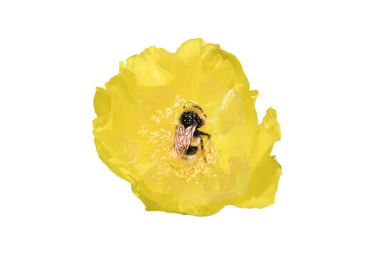 Bee on the yellow flower of the cactus opuntia, isolated on a white background