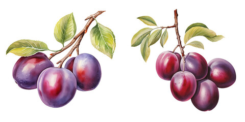  set of two fresh plums on a branch clipart watercolor illustration on transparent background, summer fruits