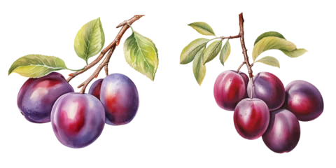 Fotobehang  set of two fresh plums on a branch clipart watercolor illustration on transparent background, summer fruits © Deea Journey 