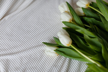 A bunch of white tulips on a white blanket. Bouquet of tulips on bed in the morning. Top view. 
