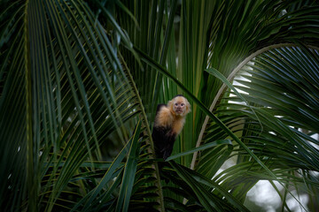 Costa Rica wildlife. White-headed Capuchin, Cebus capucinus, black monkeys sitting on the palm tree...
