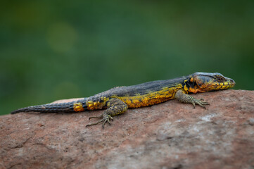 Drakensberg crag lizard