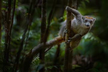 Madagascar forest. Eulemur coronatus, Crowned lemur, Akanin’ ny nofy, small monkey in the nature habitat, Madagascar. Lemur in the forest nature.