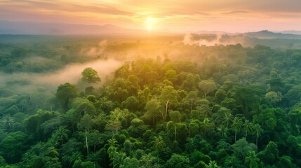Beautiful green jungle forest landscape at sunset or sunrise in aerial view.