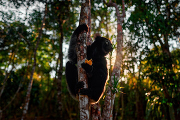 Fototapeta premium Wildlife Madagascar, indri monkey portrait, Madagascar endemic. Lemur in nature vegetation. Sifaka on the tree, sunny evening. Monkey with yellow eye. Nature forest tree habitat.