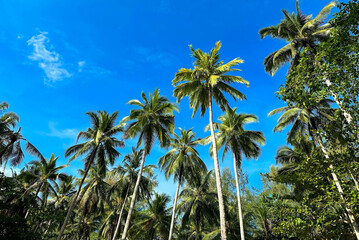 Fototapeta na wymiar The tropical palm trees island with blue water as white beach natural island scene.