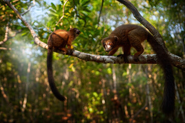 Obraz premium Wildlife Madagascar. Eulemur rubriventer, Red-bellied lemur, Akanin’ ny nofy, Madagascar. Small brown monkey in the nature habitat, wide angle lens with forest habitat.