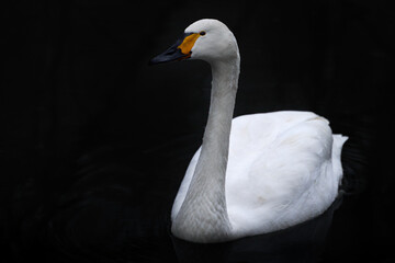 Bewicks tundra swan, Cygnus columbianus bewickii, white goose bird on the dark river, Germany in Europe. Bird in the black water.