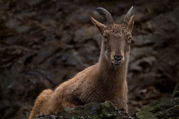 Young West Caucasian tur, Capra caucasica, sitting on the rock, endangered animal in the nature...
