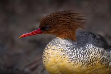Scaly-sided Merganser, Mergus squamatus, yellow bill duck from China in Asia. Close-up detail brown head portrati of water bird. Scaly-sided Merganser in the habitat, wildlife nature.