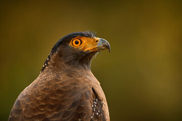 Crested Serpent-Eagle, Spilornis cheela, perched in the forest environment, looking for prey. Wildlife photography in Kabini Nagarhole NP in India. Art view on nature.
