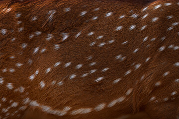 Axis, fur coat spotted close-up detail in the animal nature. Spotted deer, brown coat. Art viwe on...
