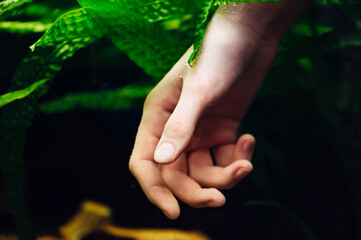 Female hand submerged in the aquarium. Seaweed.