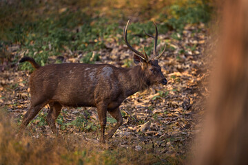 Sambar, Rusa unicolor, in the nature habitat, Kabini Nagarhole NP, India. Wild deer in the grass, nature wildlife. Sambar, animla native to the India in Asia