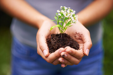Soil, sustainable and hands of woman with plant for eco friendly, agriculture or agro gardening....