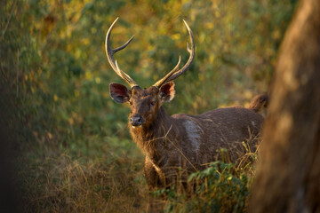 Sambar, Rusa unicolor, in nature habitat, Kabini Nagarhole NP, India. Wild deer in the grass,...