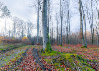 Kaszubski Las © Przemyslaw