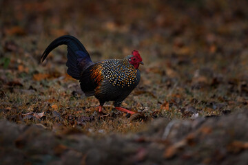 Grey Junglefowl, Gallus sonneratii, bird in the nature habitat, Kabini Nagarhole NP in India. Cock witih long tail and red head. Hen in the forest, nature wildlife. Birdwatching in Asia.