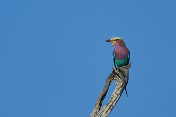 Lilac breasted Roller (Coracias caudatus) perched on a branch in South Luangwa National Park, Zambia