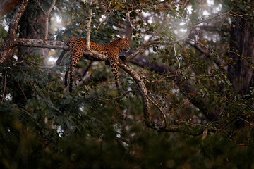 Leopard on the tree in the forest. Indian leopard, Panthera pardus fusca, in the nature habitat, Kabini Nagarhole NP in India. Big cat in Asia. Evening in the nature, rest relaxation. India wildlife.