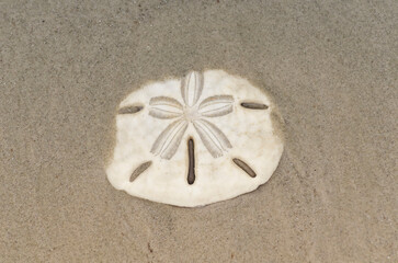 Sand dollar, also known as sea cookie, snapper biscuit or pansy shell