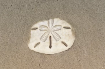 Fototapeten Sand dollar, also known as sea cookie, snapper biscuit or pansy shell © Lucia Tieko