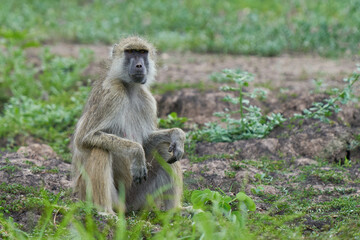 Troop of Yellow Baboon (Papio cynocephalus) feeding on grassland in South Luangwa National Park,...