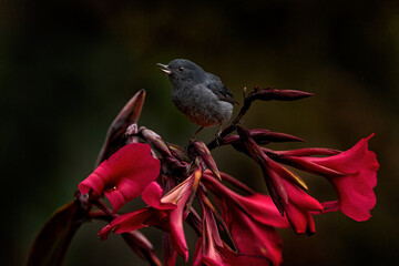 Slaty flowerpiercer, Diglossa plumbea, passerine bird endemic to the Talamancan montane forests, black bird with bent bill sittin on the red flower in nature habitat, exotic animal from Costa rica.