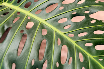 Monstera deliciosa, Swiss cheese plant or split-leaf philodendron