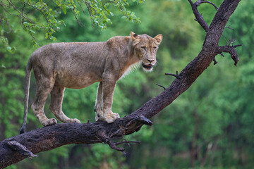 Young male Lion (Panthera leo) resting on the dead branch of a tree in South Luangwa National Park,...