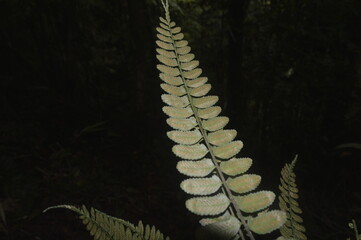 fern in the forest