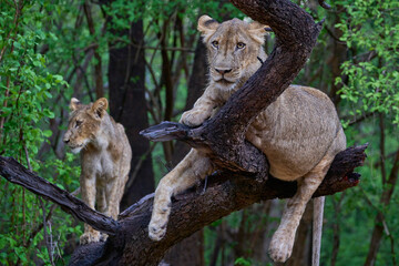 Young male Lion (Panthera leo) resting on the dead branch of a tree in South Luangwa National Park, Zambia