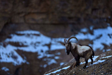 Himalayan ibex, Capra ibex sibirica, wild goat in the nature rock moutain habitat, Spiti valley in Hamalayas, India. Ibex in the nature habitat, snow winter condition in Indoa. Nature wildlife.