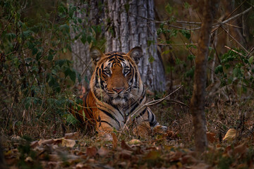 Indian tiger walk between the tree, hidden in the forest. Big orange striped cat in the nature habitat, Kabini Hagarhole National Park in India. Tiger from Asia, forest animal in the grass.