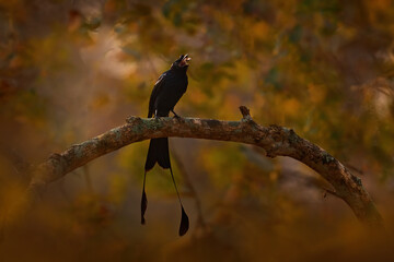Greater Racket-tailed Drongo, Dicrurus paradiseus, Nagarhole National Park, Karnataka, India. Black birde with long tail catch insect in the bill, animal behaviour in nature. Wildlife India.
