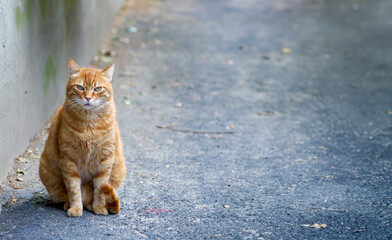 orange and white cat peacefully rests on a concrete sidewalk in an urban setting - 754171914