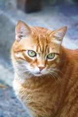 close-up portrait of an orange cat with striking green eyes. Its fur features a mix of light and dark orange stripes, and its pointed ears and visible whiskers add to its captivating expression - 754171942