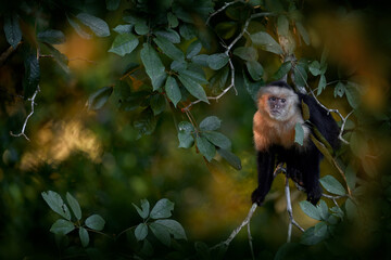 White-faced capuchin, Cebus imitator, monkey in the evening sunset forest, Río Tarcoles in Costa Rica. Capuchin the forest tree nature habitat. Mammal tropic wildlife. Traveling in the Central America