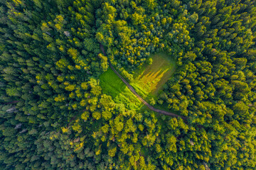 Zielone serce w lesie