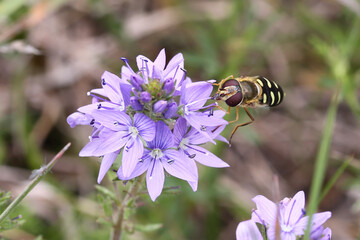 Hoverfly (Eupeodes luniger) on a purple flower, taken in Herzegovina.