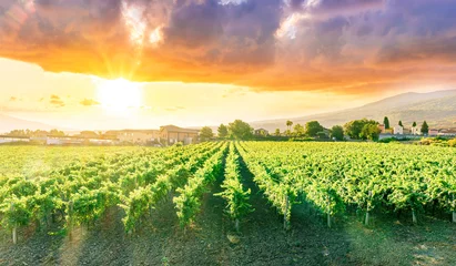 Zelfklevend Fotobehang rows of wineyard with grape on a winery during sunset, panoramic view of wine farm with grape plantation in Italy © Yaroslav