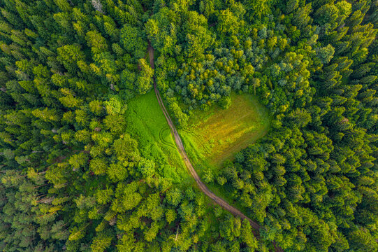 Zielone serce w lesie