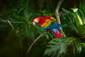 Nature in Costa Rica. Red mascaw parrot on the tree with big leaves. Scarlet Macaw, Ara macao, bird sitting on the branch, Tarcoles river, Costa Rica. Wildlife scene from tropical forest. - 754174519