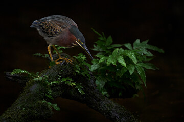 Costa Rica bird nature. Striated green heron, Butorides virescens, in the nature, in the dark tropical forest. Animal from Central America. Birdwatching in Costa Rica. Heron hunting near the water.